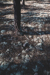 Forest massif at Carcans Plage, pine forest near Lacanau, on the French Atlantic coast. High quality photo
