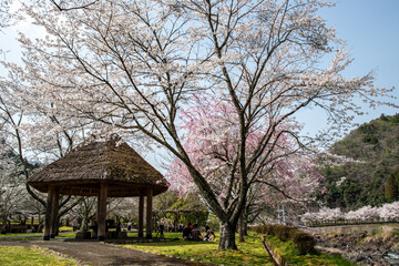 View of Kawashiro park in Tamba city, Hyogo, Japan at full blooming season of cherry blossoms