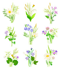 Floral Composition with Wildflowers and Meadow Plants Vector Set