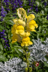 Summer flowers blooming in a flowerbed in an English garden