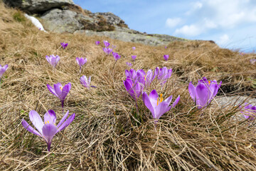 A close up view on a bunch of blossoming crocuses on an Alpine meadow in Austria. The blossoming flowers have fresh purple violett color. They are surrounded by golden grass. Spring on the meadow