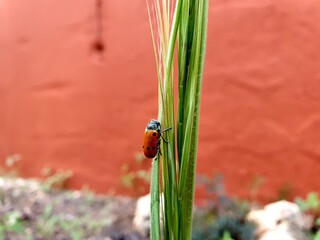 Long red ladybug on a green plant
