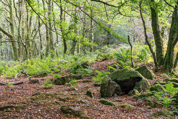 View of an ancient forest near Cardiff in Wales