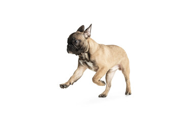 Obraz premium Young brown French Bulldog playing isolated on white studio background