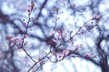 Obraz premium tree blossom in spring