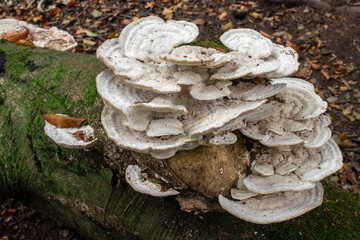 Shelf fungus, also called bracket fungus (basidiomycete) growing on a fallen tree