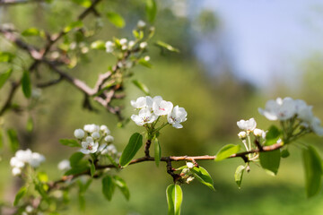 Seasonal flowering of apple, cherry. Spring trees. Close shot of cherry blossom, apple tree, tree branch. Blurred background. Macro shooting