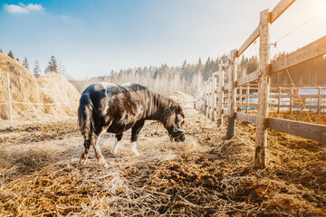 Cute pregnant pony on the ranch eating hay in the arena - waiting for the birth of a foal -...