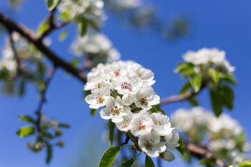 Seasonal flowering of apple, cherry. Spring trees. Close shot of cherry blossom, apple tree, tree branch. Blurred background. Macro shooting