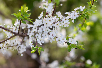 Seasonal flowering of apple, cherry. Spring trees. Close shot of cherry blossom, apple tree, tree branch. Blurred background. Macro shooting