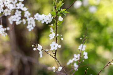 Seasonal flowering of apple, cherry. Spring trees. Close shot of cherry blossom, apple tree, tree branch. Blurred background. Macro shooting
