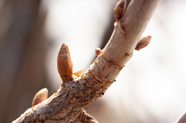 Young bud on a branch of black currant