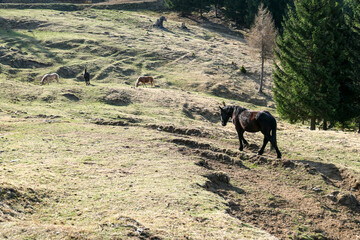 Fototapeta na wymiar A herd of horses grazing on the Alpine pasture. The pasture is dried after winter, fresh grass is emerging. Dense forest on the sides. Animals roaming on vast territories. Early spring in the mountain