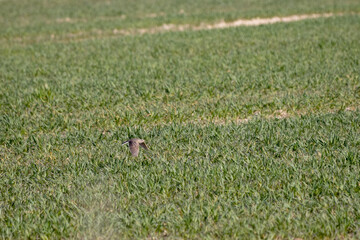 Eurasian skylark (Alauda Arvensis) flying over a field in springtime