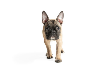 Fototapeta premium Young brown French Bulldog playing isolated on white studio background