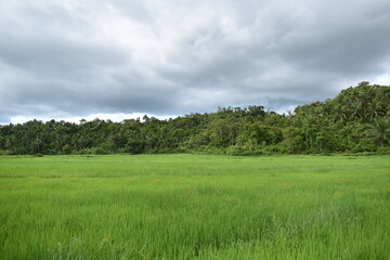 Fototapeta na wymiar Beautiful Green Plains in the Philippines
