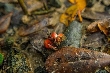 A fiddler crab, sometimes known as a calling crab, may be any of approximately 100 species of semi-terrestrial marine crabs which make up the genus Uca.