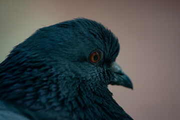 Dove head. Close-up.