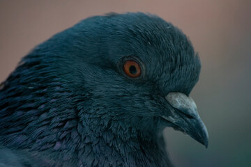 Dove head. Close-up.