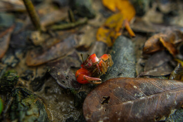 A fiddler crab, sometimes known as a calling crab, may be any of approximately 100 species of semi-terrestrial marine crabs which make up the genus Uca.
