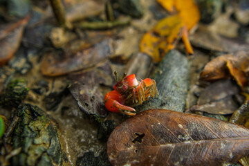 A fiddler crab, sometimes known as a calling crab, may be any of approximately 100 species of semi-terrestrial marine crabs which make up the genus Uca.