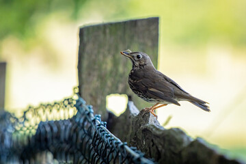 Obraz premium Song Thrush (Turdus philomelos) perched on a fence
