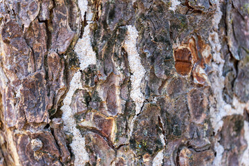 Abstract background. The bark of the tree is brown. Looks rough, charming. For making background,...