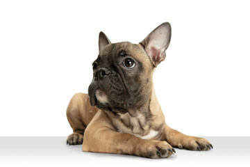 Obraz premium Young brown French Bulldog playing isolated on white studio background