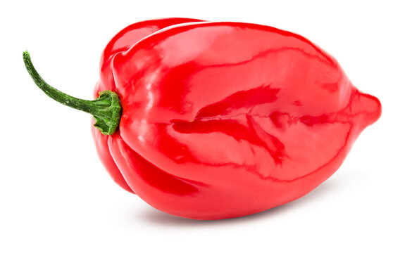 One Habanero Chili Red Hot Pepper Isolated On White Background. Clipping Path