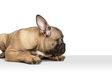 Young brown French Bulldog playing isolated on white studio background