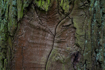 Oak wood texture. Abstract background, design element.
