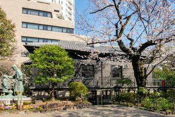 Fototapeta na wymiar 乃木神社と乃木公園の満開の桜乃木公園
