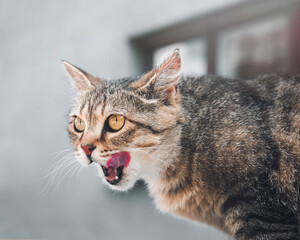 Funny tricolor cat licks its lips. Predatory look. The shot taken with a selective focus showing cat eye.