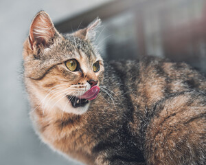 A tabby shorthair cat licking its lips and looking away, close-up portrait. 