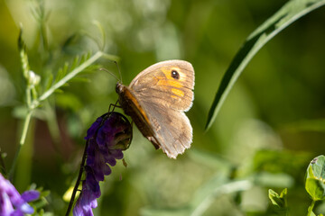 Fototapeta premium Small Heath Butterfly (Coenonympha pamphilus) resting on a wild flower