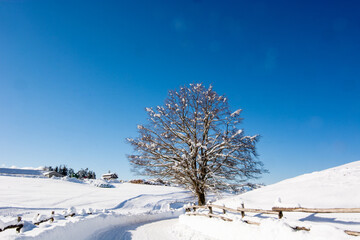 the lonely tree at the edge of the snowy road