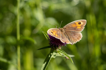 Small Heath Butterfly (Coenonympha pamphilus) resting on a Blackberry bush