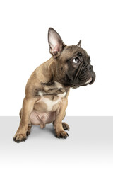 Young brown French Bulldog playing isolated on white studio background