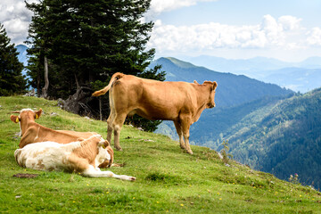 Fototapeta na wymiar Free range herd cattle cows on high mountain green pasture.