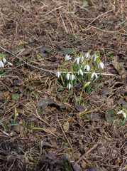 First spring flowers of snowdrops in a clearing in the forest