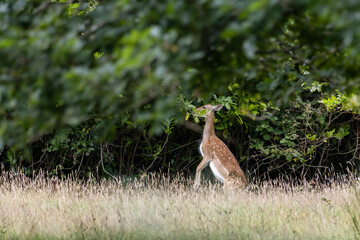 Fallow Deer (Dama dama) eating leaves in woodland in East Grinstead