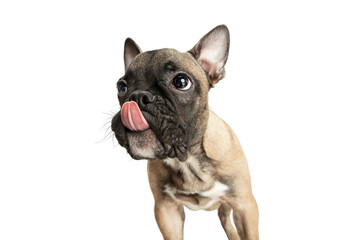 Young brown French Bulldog playing isolated on white studio background