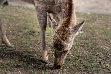 Fototapeta premium A child of dear in Nara