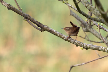 Tiny Wren (Troglodytes troglodytes) perched in a tree in springtime