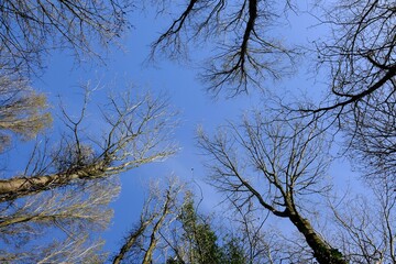 Panoramic view of treetops and a blue sky