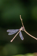 Willow Emerald Damselfly (Chalcolestes viridis) hanging from a branch