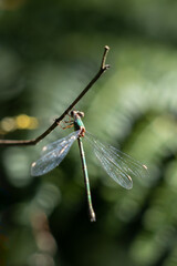 Willow Emerald Damselfly (Chalcolestes viridis) hanging from a branch