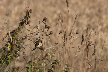 Fototapeta premium Juvenile European Goldfinch enjoying the summer sunshine