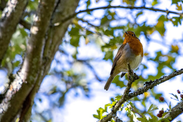 Robin looking alert in a tree on a summer day