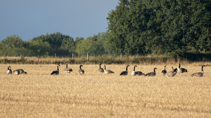 Fototapeta na wymiar Greylag Geese (Anser anser) resting in a recently harvested wheat field
